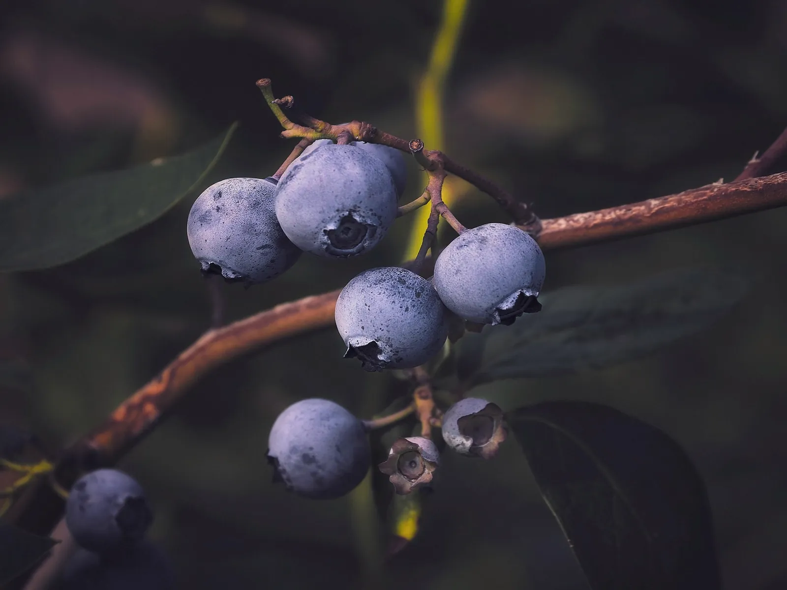 blueberries